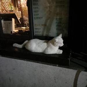 国产我和嫂子高潮性交
